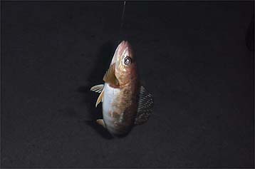 110427hokke03.jpg(10686 byte)