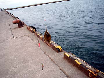 110530karei.jpg(28954 byte)