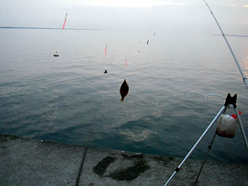 110619karei01.jpg(20387 byte)