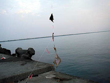 110619karei02.jpg(17597 byte)