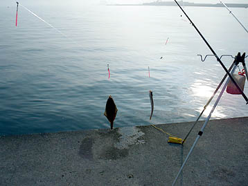 110619karei04.jpg(24572 byte)