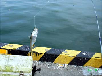 110728iwasi02.jpg(23480 byte)