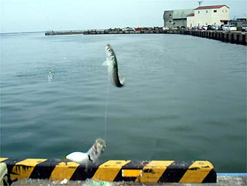 110728iwasi03.jpg(20454 byte)