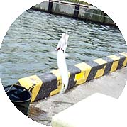 110801iwasi01.jpg(19244 byte)