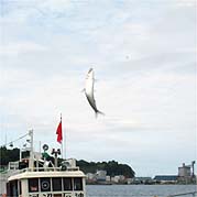 110801iwasi02.jpg(11616 byte)