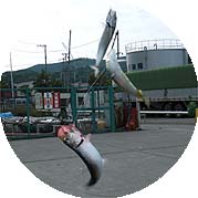 110801iwasi03.jpg(15276 byte)