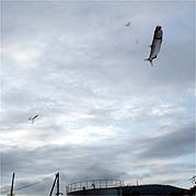 110801iwasi04.jpg(10683 byte)