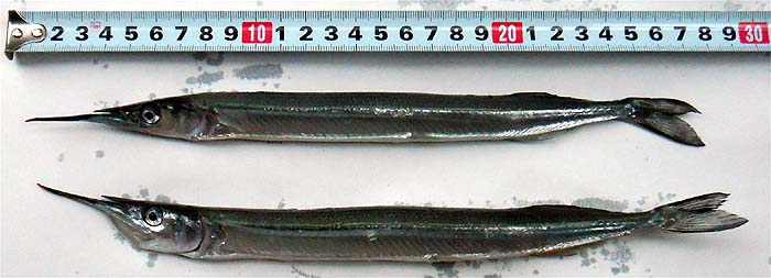 110814.jpg(43000 byte)