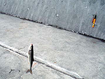 110814akahara02.jpg(31602 byte)