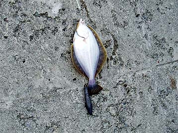 110814karei01.jpg(57857 byte)