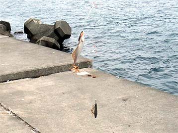 110814karei02.jpg(32241 byte)