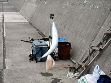 110814saba.jpg(27425 byte)