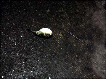 110820fugu.jpg(32613 byte)