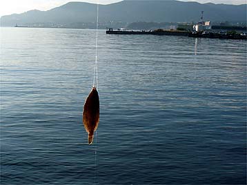 110820karei03.jpg(24330 byte)