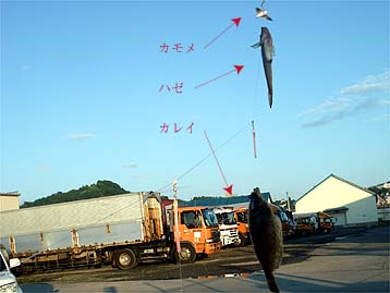 110820kareihaze03.jpg(23254 byte)