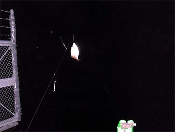 110820tanago.jpg(14095 byte)
