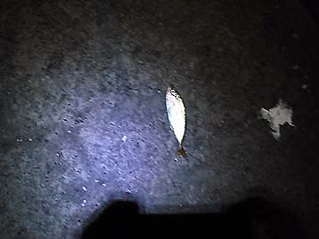 110916aji01_2110.jpg(19789 byte)