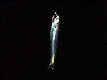 110925katakuti03_2046.jpg(11354 byte)