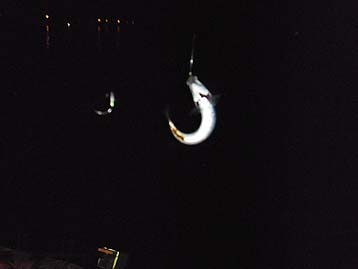 110925maiwasi04_1858jpg.jpg(9247 byte)