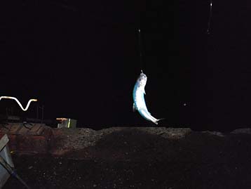110925maiwasi_1829jpg.jpg(11345 byte)