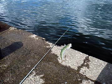 110925saba03_1504.jpg(38740 byte)