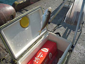 111004aji_1438.jpg(35885 byte)