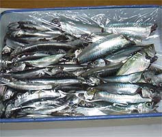 111004r_sioyaki.jpg(26992 byte)