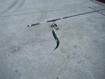 111004saba_1319.jpg(25052 byte)