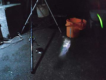 111012_0458katakuti.jpg(21149 byte)