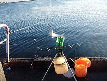 111012_0639maiwasi.jpg(30470 byte)