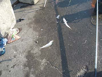 111012_0711maiwasi.jpg(39028 byte)