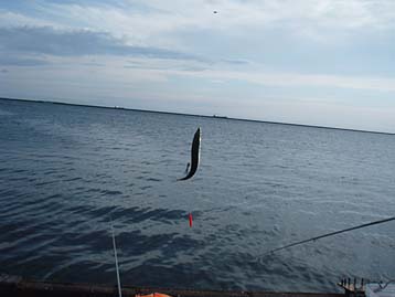 111012_0812saba.jpg(17832 byte)