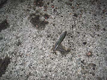 111016_0503saba.jpg(53555 byte)