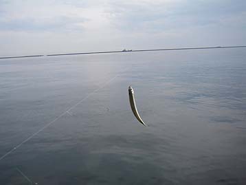 111016_0701tika.jpg(11496 byte)