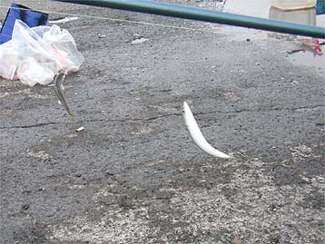 111016_0704saba.jpg(37306 byte)