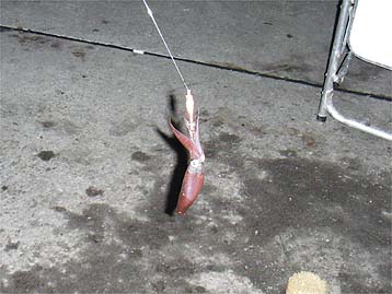 111031_1737mame.jpg(28977 byte)
