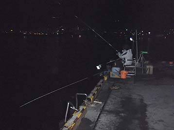 111031_1942umayayoru.jpg(15047 byte)