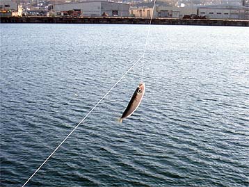 111110_1357saba.jpg(39395 byte)