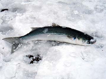 111214_1237bora.jpg(22232 byte)