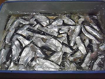 111214_sujime.jpg(47559 byte)