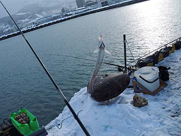 120109_1333tika.jpg(31647 byte)