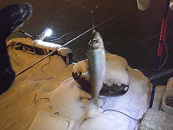 120109_2122nisin.jpg(28491 byte)