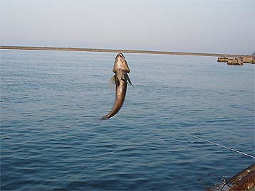 120415_1715abu.jpg(21041 byte)