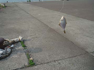 120607_1655karei.jpg(24509 byte)