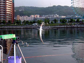 120607_1818tika.jpg(30651 byte)