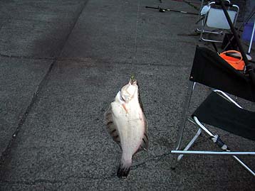 120607_1948kuro.jpg(8394 byte)