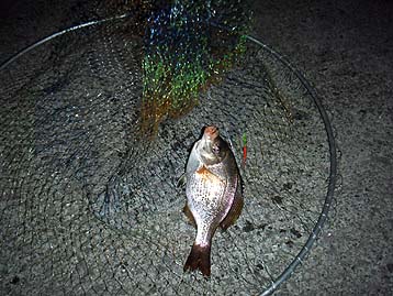 120607_2044tanago.jpg(39947 byte)