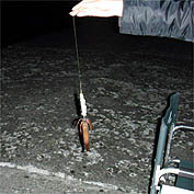 120627_2210ika.jpg(19400 byte)