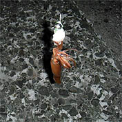 120627_2219ika.jpg(24390 byte)
