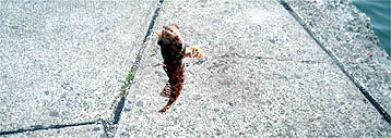120708_1325kajika.jpg(27453 byte)